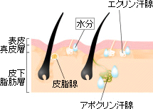 表皮真皮層、皮下脂肪層断面図