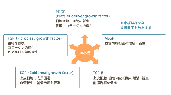 血小板は様々な成長因子を放出する。　FGF:組織を修復、コラーゲンの産生、ヒアルロン酸の産生 EGF：上皮細胞の成長促進、血管新生・創傷治療の促進 PDGF：細胞増殖・血管の新生・修復、コラーゲンの産生 VEGF：血管内皮細胞の増殖・新生 TGF-β：上皮細胞・血管内皮膚の増殖、新生創傷治療を促進