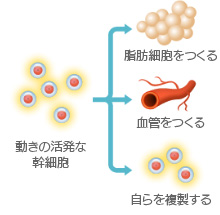 動きの活発な幹細胞 → 脂肪細胞をつくる 血管をつくる 自らを複製する