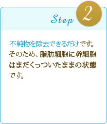 Step2 不純物を除去できるだけです。そのため、脂肪細胞に幹細胞はまだくっついたままの状態です。