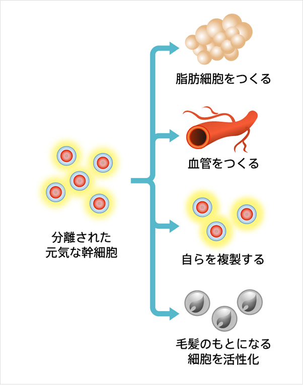 分離された元気な幹細胞 脂肪細胞をつくる 血管をつくる 自らを複製する 毛髪のもとになる細胞を活性化