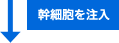 ↓幹細胞を注入