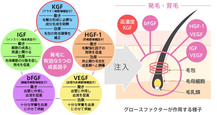発毛に有効な5つの成長因子（KGF、IGF、bFGF、VEGF、HGF-1）が毛に対して作用する様子