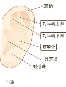 耳輪 対耳輪上脚 対耳輪下脚 耳甲介 外耳道 対道珠 耳垂