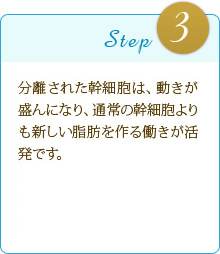 Step3:分離された幹細胞は、動きが盛んになり、通常の幹細胞よりも新しい脂肪を作る動きが活発です。