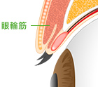 眼輪筋（眼球を支える筋肉）