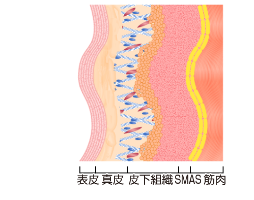 表皮 真皮 皮下組織 SMAS 筋肉