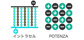 イントラセル POTENZA