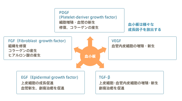 血小板 血小板は様々な成長因子を放出する PDGF（Platelet-derived growth factor） 細胞増殖・血管の新生 修復、コラーゲンの産生 VEGF 血管内皮細胞の増殖・新生 TGF-β 上皮細胞・血管内皮細胞の増殖・新生 創傷治癒を促進 EGF（Epidermal growth factor） 上皮細胞の成長促進 血管新生、創傷治癒を促進 FGF（Fibroblast growth factor） 組織を修復 コラーゲンの産生 ヒアルロン酸の産生