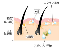 どうして起こるの？多汗症・わきがの原因とは？