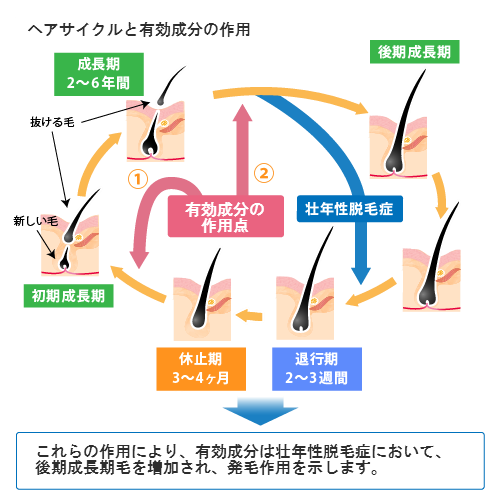 ヘアサイクルと有効成分の作用　これらの作用により、有効成分は壮年性脱毛症において、後期成長期毛を増加され、発毛作用を示します。