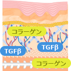 ③その傷を修復するためコラーゲンとTGFβが増加