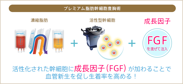 活性化された幹細胞に成長因子（FGF）が加わることで血管新生を促し生着率アップ