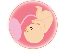 「胎盤（ヒトプラセンタ）」と「臍帯成分（へその緒）」