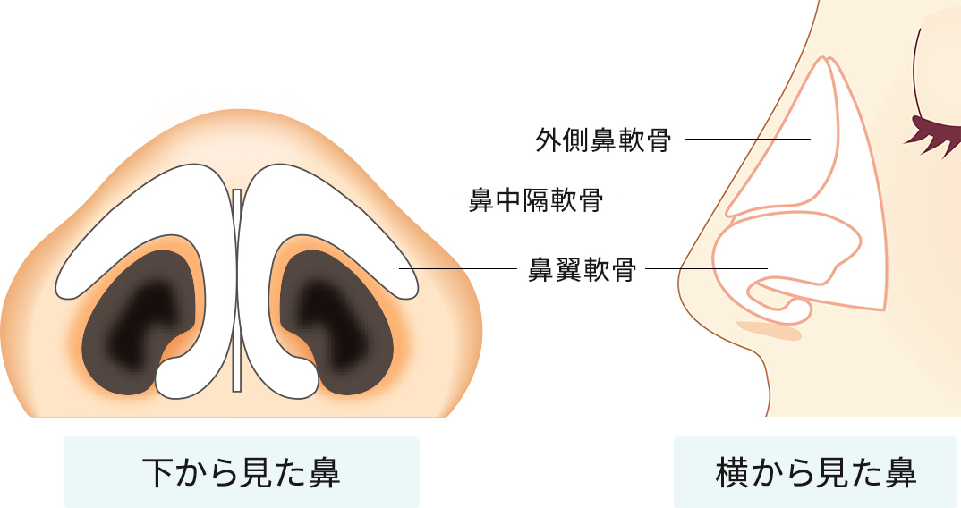 鼻の構造