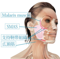 Malaris muscle SMAS 支持靭帯組織 広頚筋