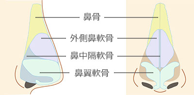 鼻骨骨切り_横・正面から見た鼻の構造