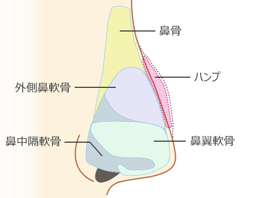 ハンプ切除_横から見た鼻の構造