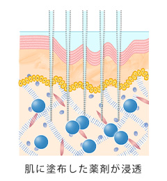 肌に塗布した薬剤が浸透