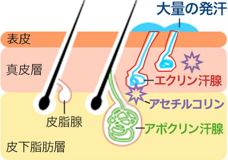 汗腺断面図