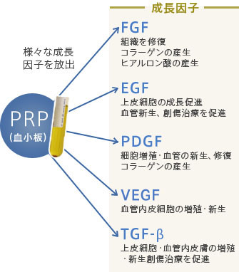 様々な成長因子を放出