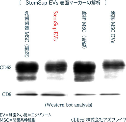 エクソソームの証「表面マーカーCD9/CD63」が認められたStemSup™