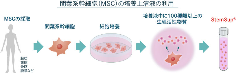 間葉系幹細胞（MSC）の培養上清液の利用