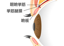 眼球 図