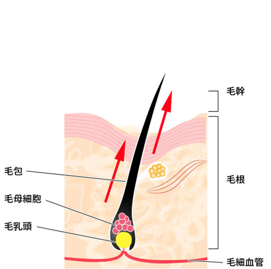 発毛が促進