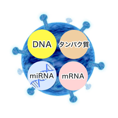 エクソソームには、タンパク質、DNA、mRNA、miRNAが含まれる