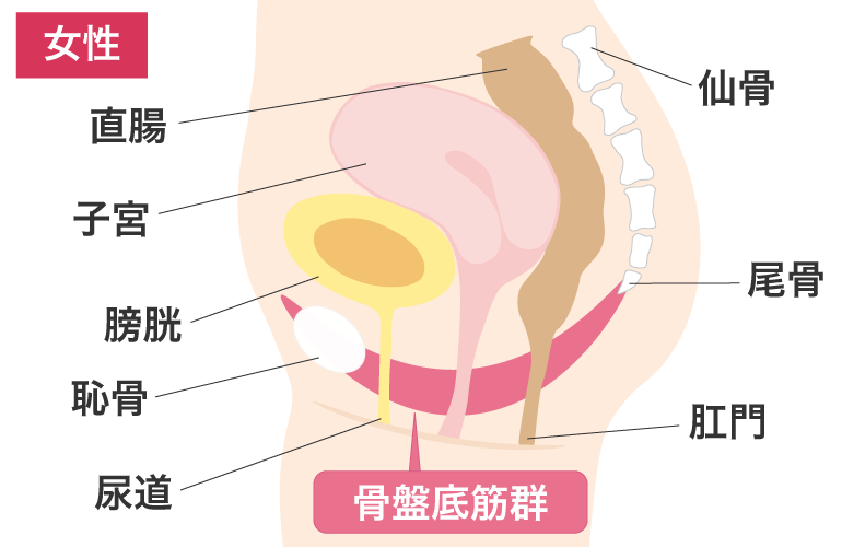 図：骨盤底筋群とは/女性