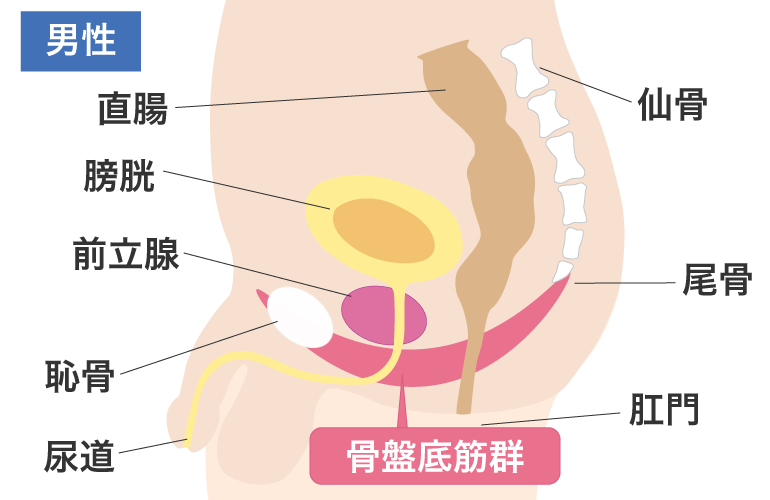 図：骨盤底筋群とは/男性