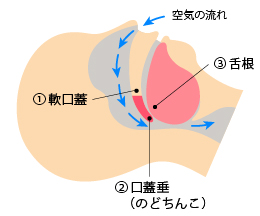 正常な気道