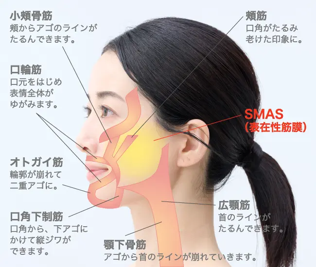SMAS法